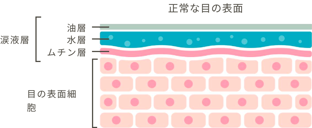 正常な目の表面