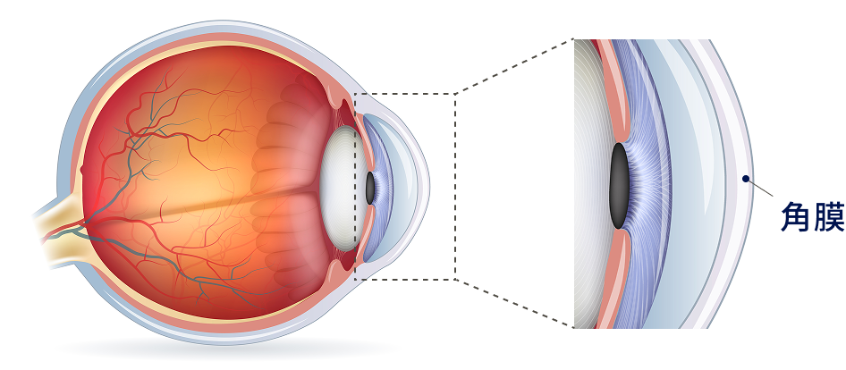 角膜