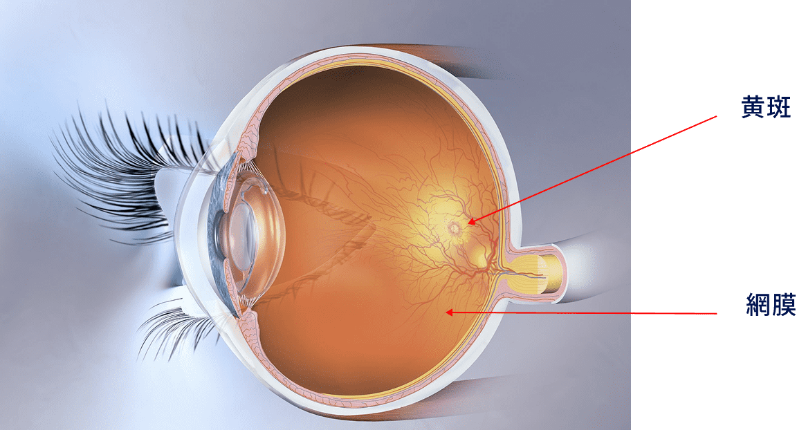 黄斑と網膜