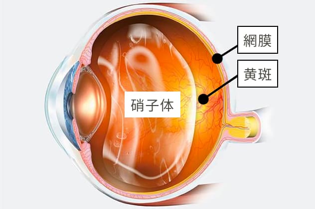 網膜