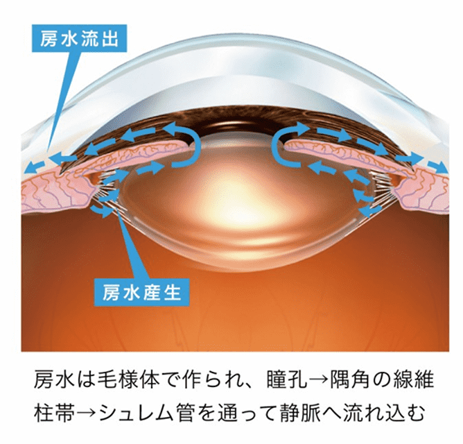 房水は毛様体で作られ、瞳孔→隅角の線維柱帯→シュレム管を通って静脈へ流れ込む